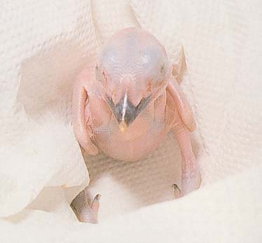 baby-parrot.jpg