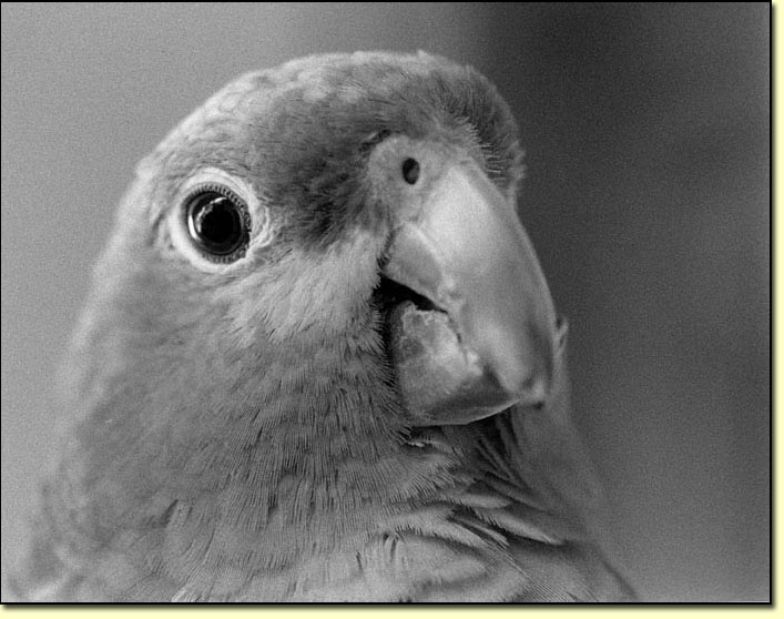 parrotu.jpg