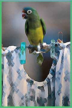parrotuy.jpg